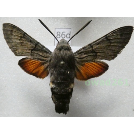Macroglossum stellatarum (Linnaeus, 1758) ex. ovo Poland86d